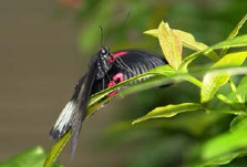 schmetterling0080108.jpg