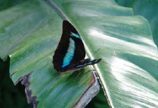schmetterling0080109.jpg