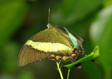 schmetterling0080110.jpg