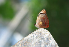 schmetterling0080112.jpg
