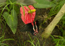 schmetterling0080113.jpg