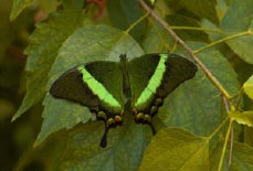 schmetterling0080114.jpg