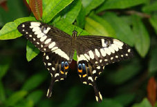 schmetterling0080116.jpg