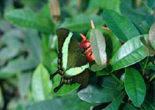 schmetterling0080117.jpg