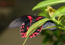 schmetterling0080118.jpg