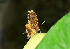 schmetterling0080119.jpg