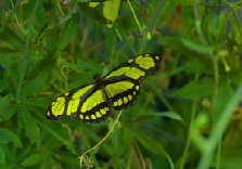 schmetterling0080120.jpg