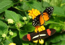 schmetterling0080121.jpg