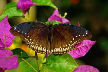 schmetterling0080122.jpg