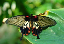 schmetterling0080123.jpg