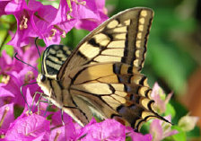schmetterling0080124.jpg
