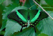 schmetterling0080125.jpg