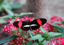 schmetterling0080126.jpg