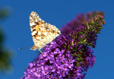 schmetterling0080127.jpg