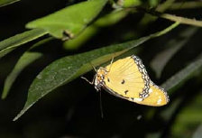 schmetterling0080128.jpg