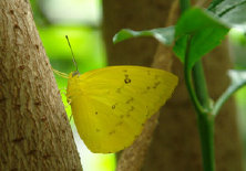 schmetterling0080129.jpg