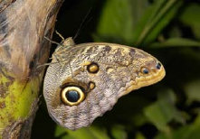 schmetterling0080132.jpg