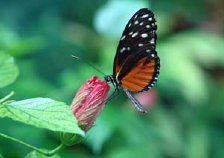 schmetterling008061.jpg
