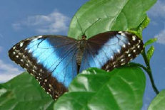 schmetterling008062.jpg