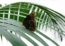 schmetterling008063.jpg