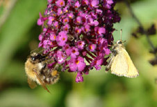 schmetterling008064.jpg