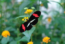 schmetterling008065.jpg