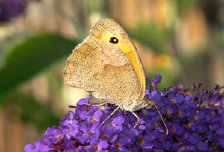 schmetterling008066.jpg