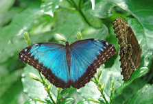 schmetterling008067.jpg