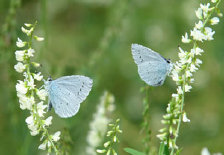 schmetterling008068.jpg
