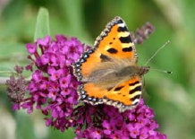 schmetterling008069.jpg