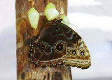schmetterling008070.jpg