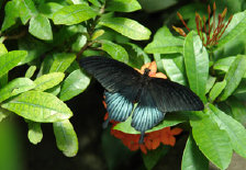 schmetterling008071.jpg