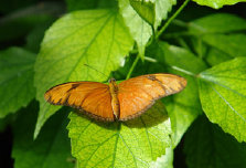 schmetterling008072.jpg