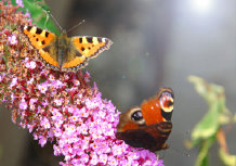 schmetterling008073.jpg