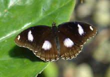 schmetterling008074.jpg