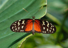 schmetterling008075.jpg