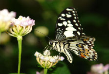 schmetterling008077.jpg