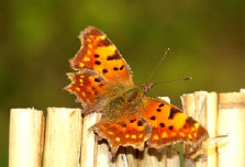schmetterling008078.jpg