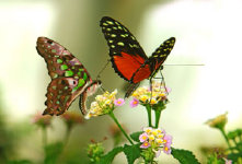 schmetterling008079.jpg