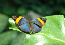 schmetterling008080.jpg