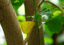 schmetterling008081.jpg