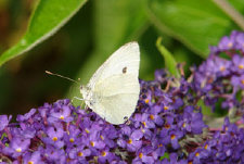 schmetterling008082.jpg