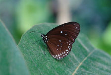 schmetterling008083.jpg