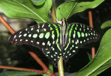 schmetterling008084.jpg