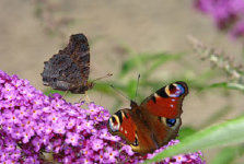 schmetterling008085.jpg