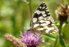 schmetterling008086.jpg