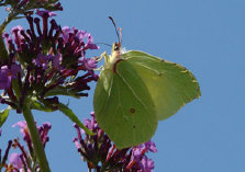 schmetterling008087.jpg