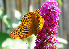 schmetterling008088.jpg