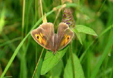 schmetterling008089.jpg
