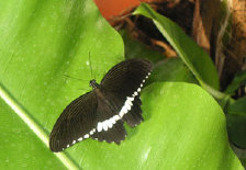schmetterling008090.jpg